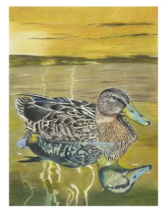 MALLARD REFLECTIONS – Image 5