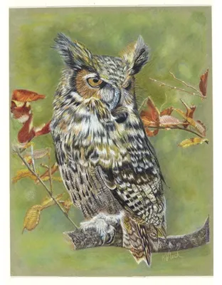 OWLICE – Image 4