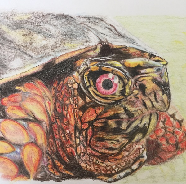 TOOTLES – Image 3