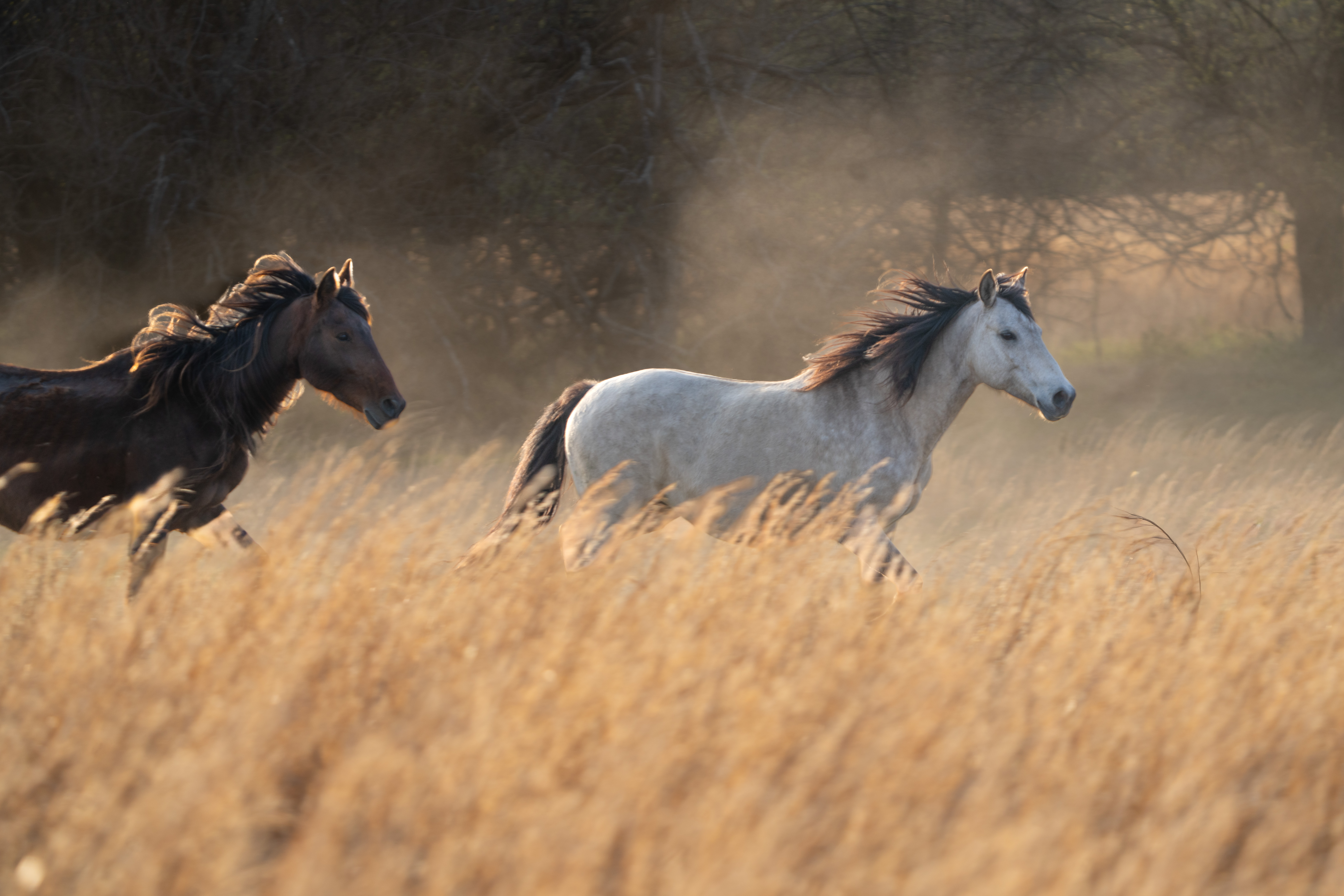 Running Free – Image 1