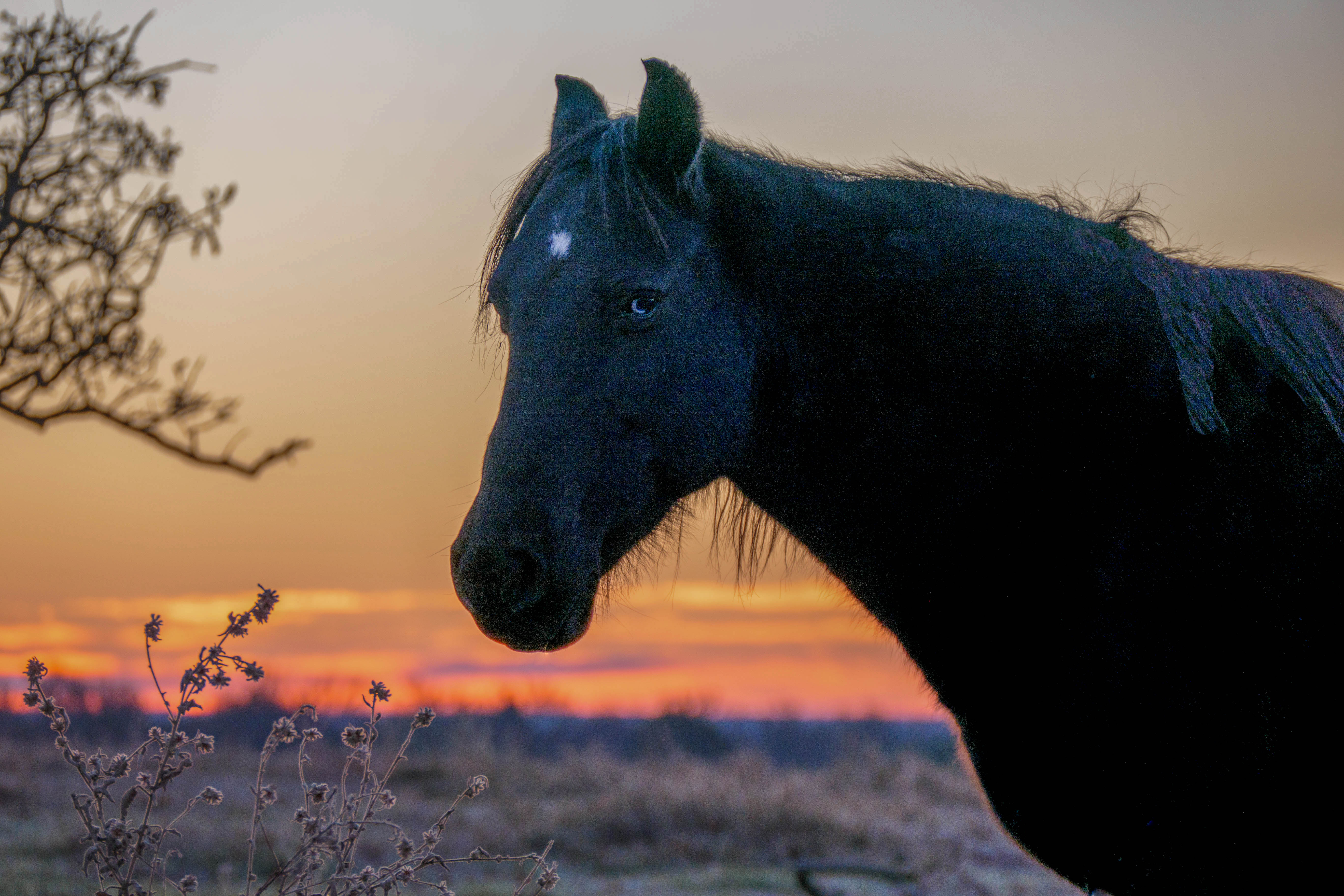 Evening Watch   – Image 1