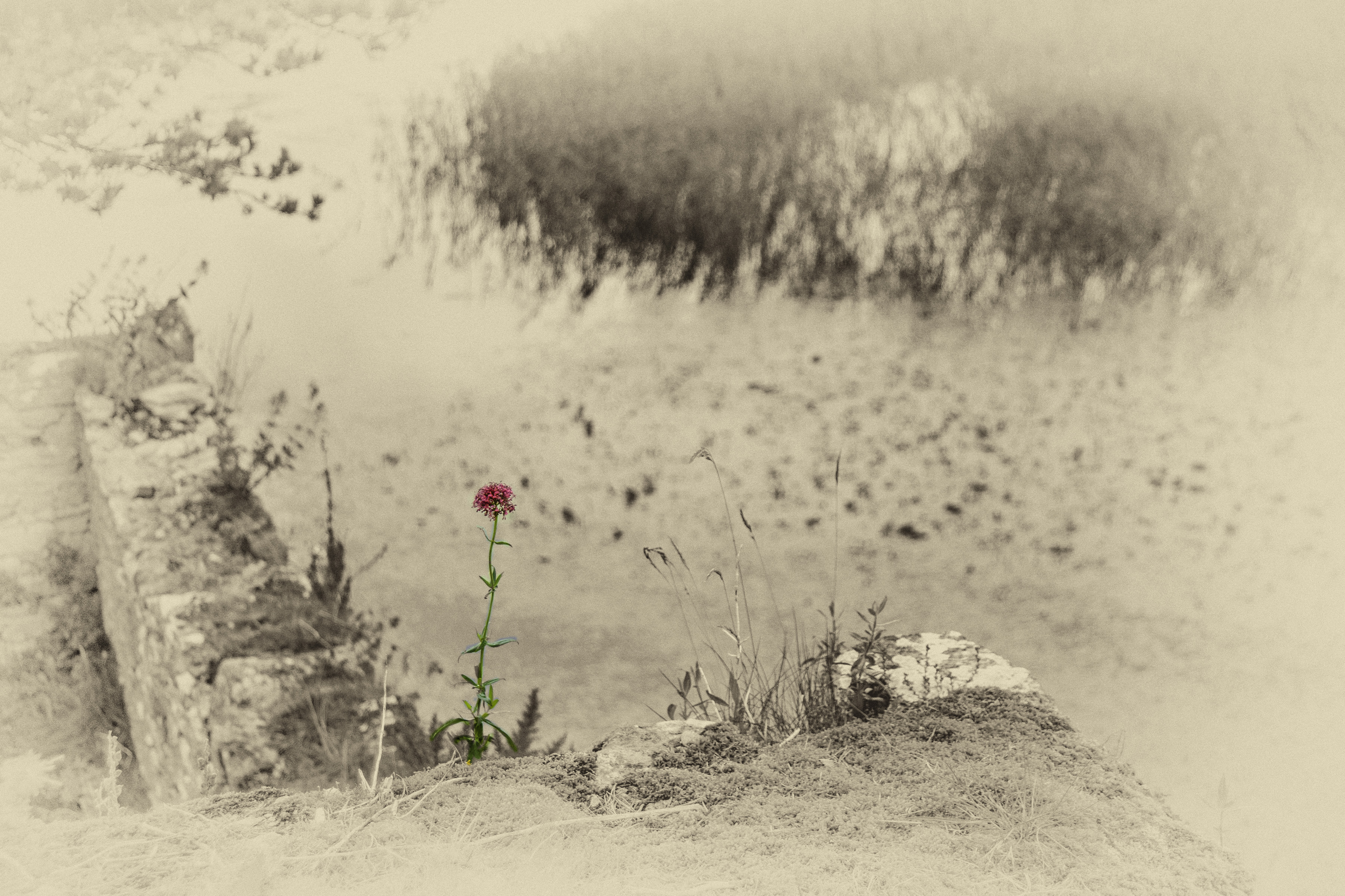 Ashford Flower – Image 2