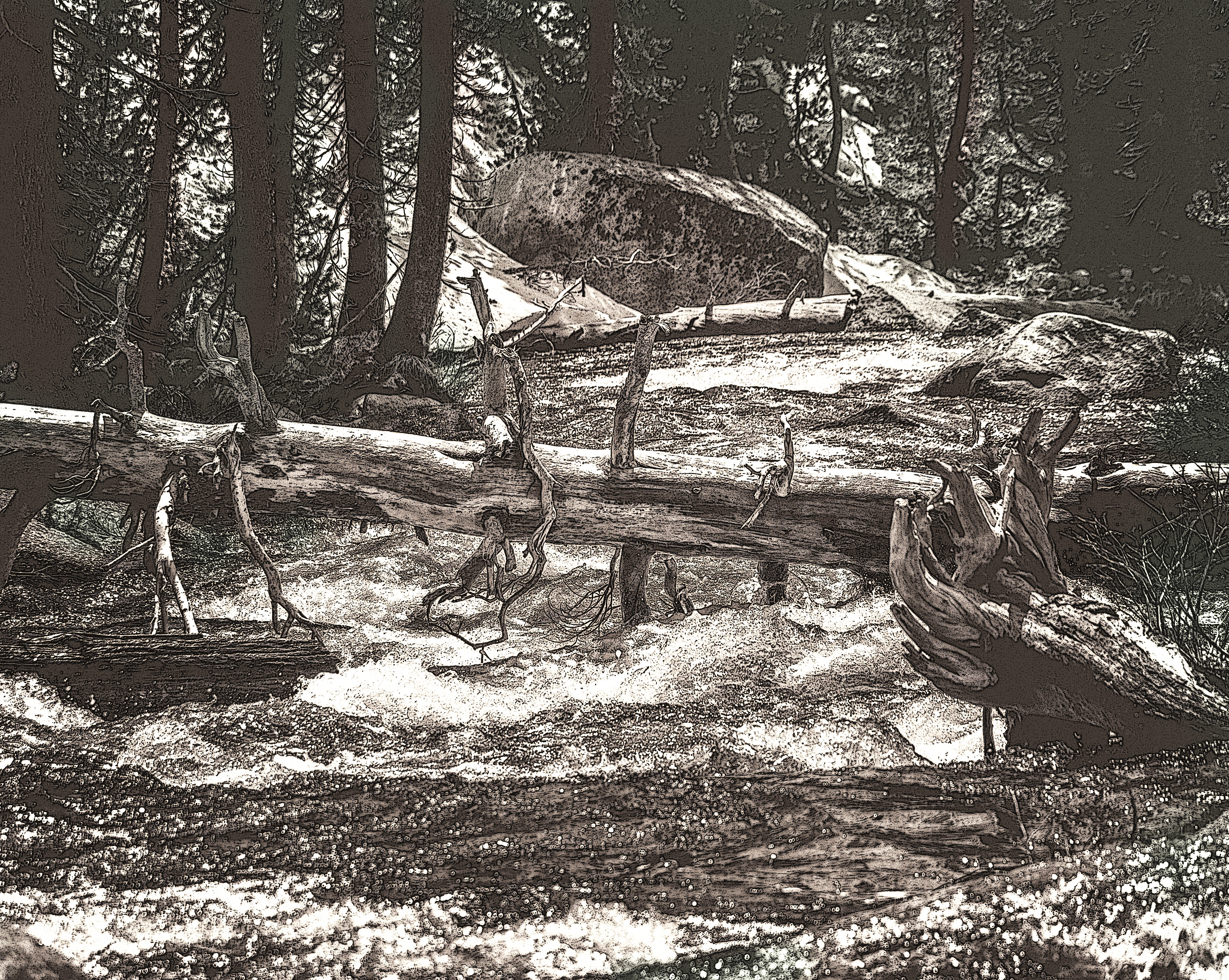 Yosemite National Park — Forest Stream – Image 2