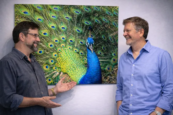 Peacock – Image 3