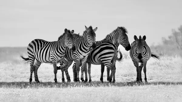 Symphony in Stripes – Image 2