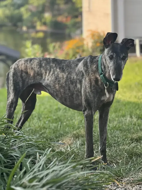 Foster Dog rescued by Scott and Kati Molchan