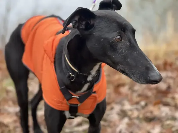 Foster Dog rescued by Scott and Kati Molchan