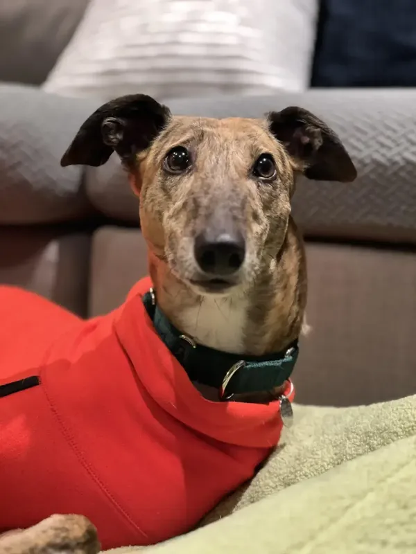 Foster Dog rescued by Scott and Kati Molchan