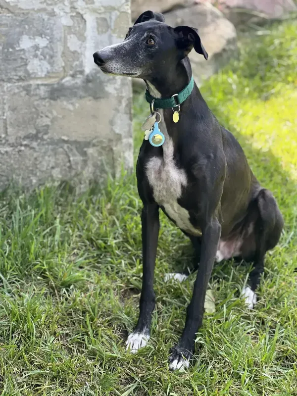 Foster Dog rescued by Scott and Kati Molchan