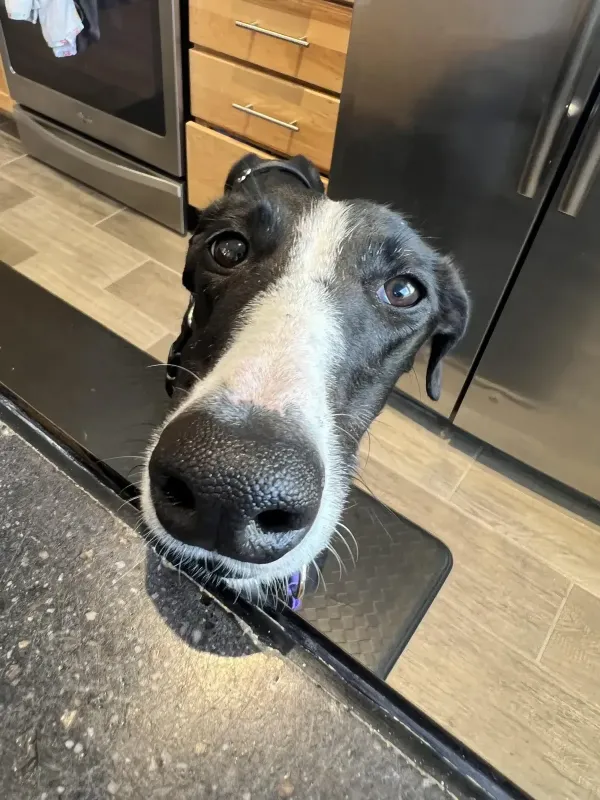 Foster Dog rescued by Scott and Kati Molchan