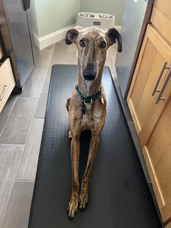 Foster Dog rescued by Scott and Kati Molchan