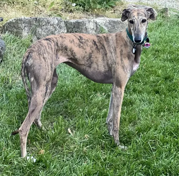 Foster Dog rescued by Scott and Kati Molchan