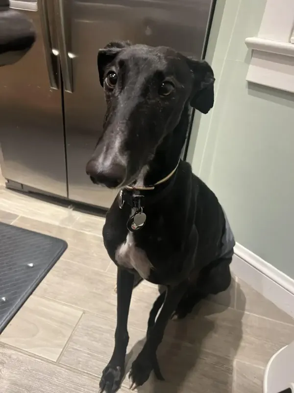 Foster Dog rescued by Scott and Kati Molchan
