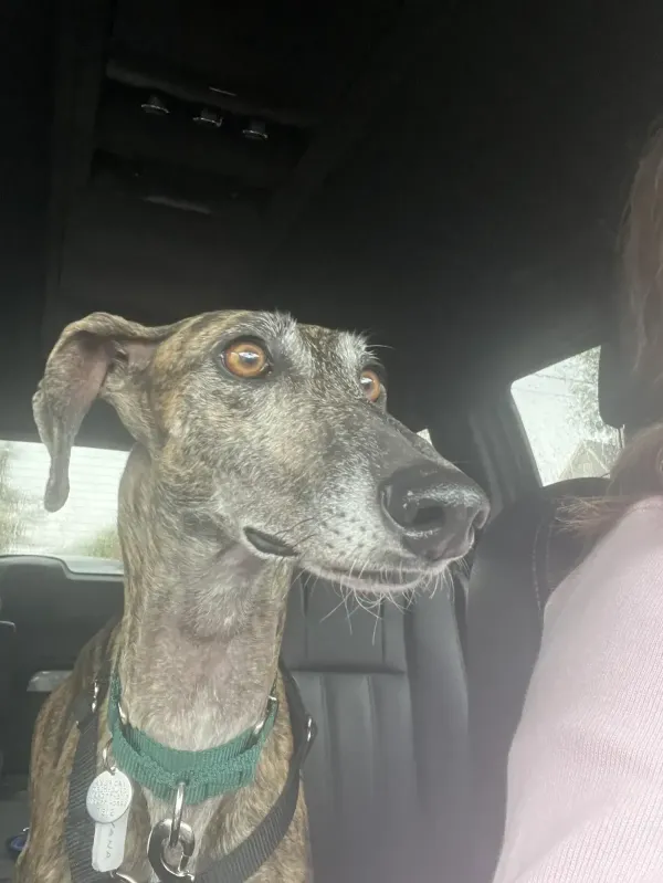 Foster Dog rescued by Scott and Kati Molchan