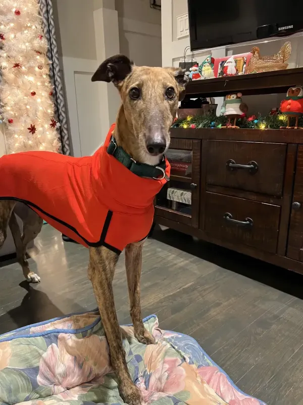 Foster Dog rescued by Scott and Kati Molchan
