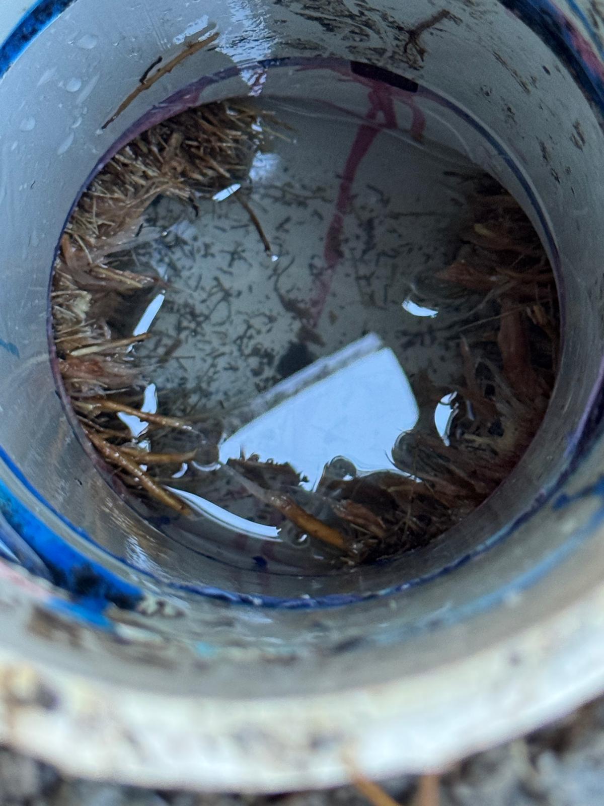 Looking down into a drain access point with standing water and roots inside the pipe