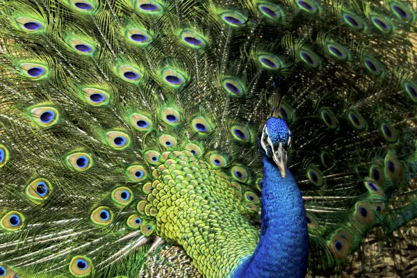 Peacock – Image 2