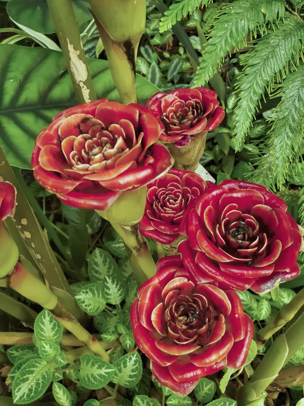 Rose of Siam – Image 3