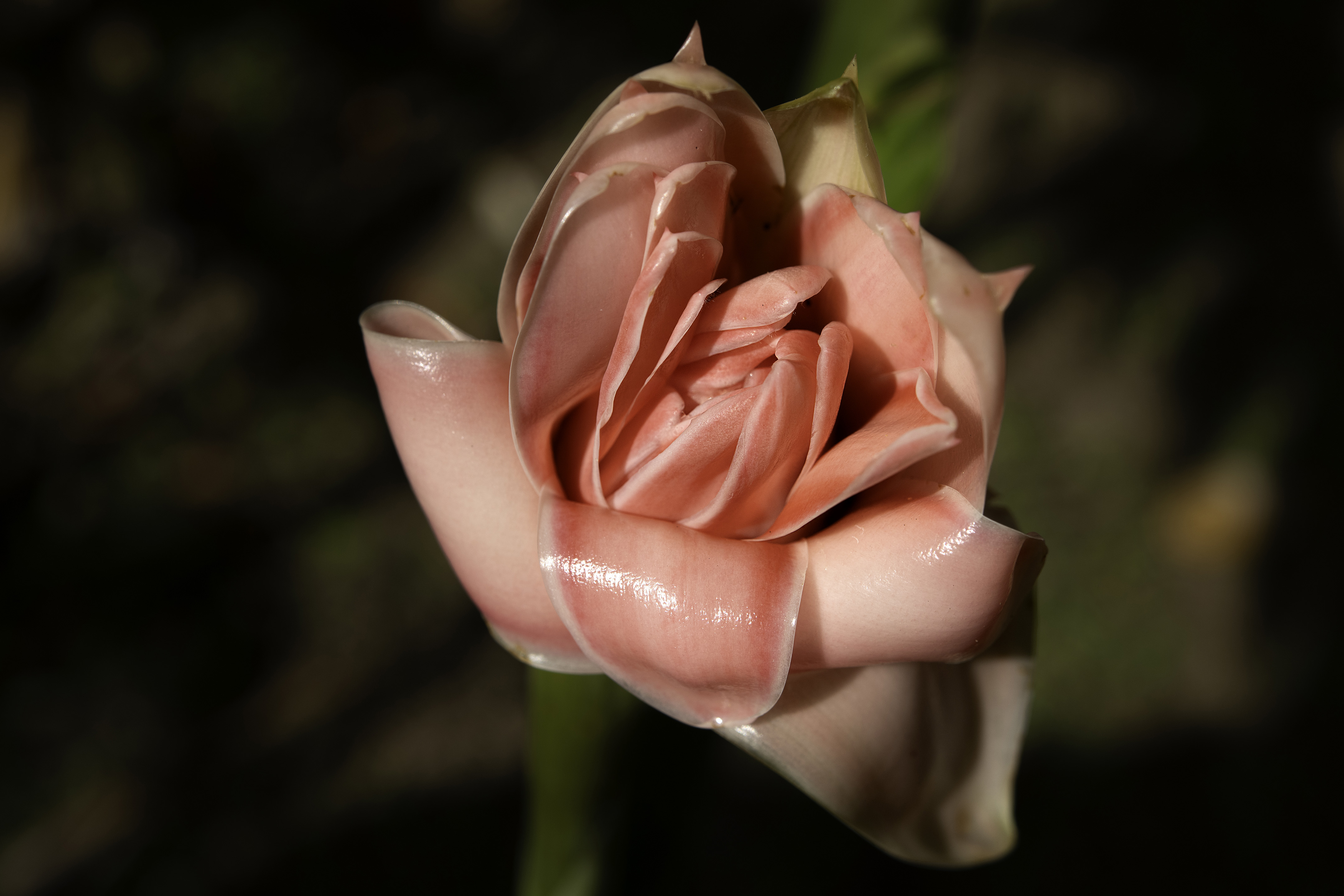 Blush of Eden – Image 1