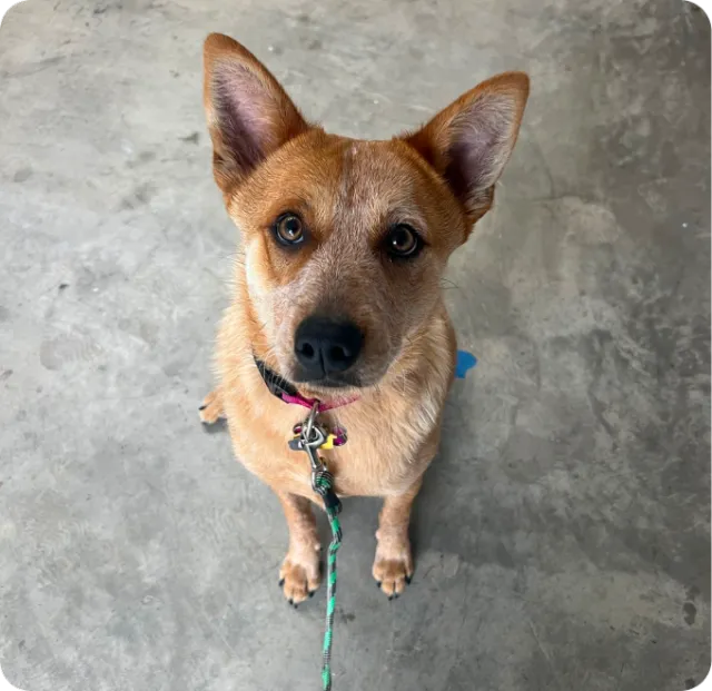 Biscuit, a Hill Country K9 dog training graduate