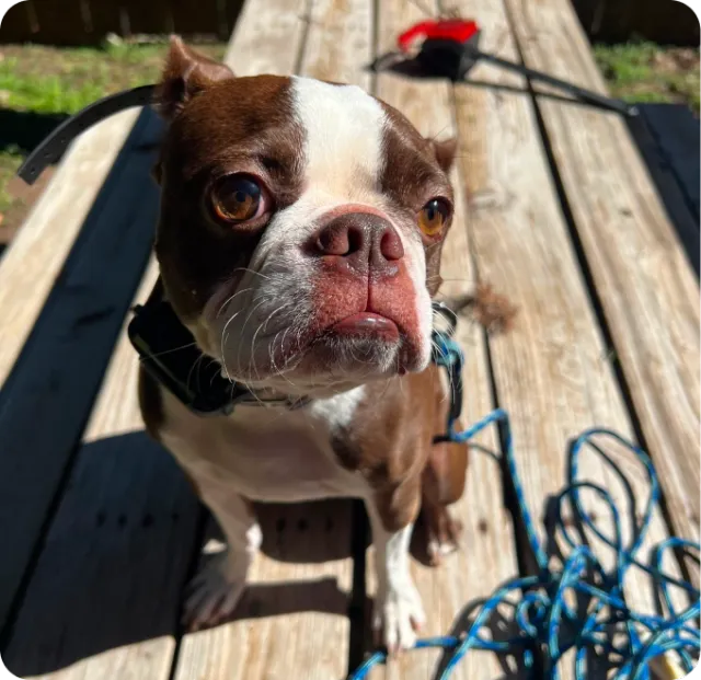 Cheddar, a Hill Country K9 dog training graduate