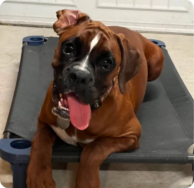 Cindy Lou, a Hill Country K9 dog training graduate