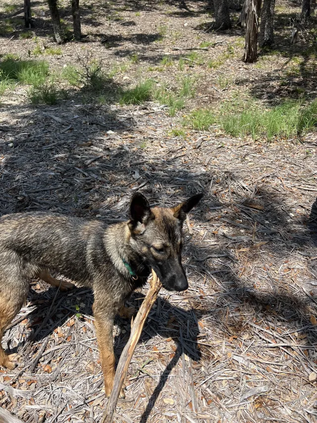Dog demonstrating skills after Hill Country K9 training