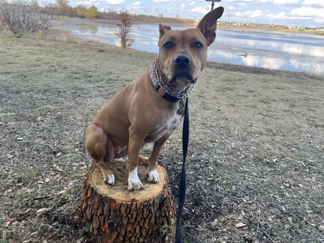 Dog trained by Hill Country K9 in Austin, Texas