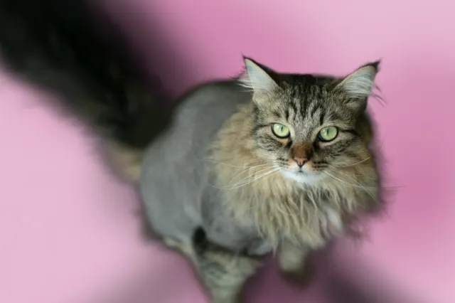 Cat grooming in Los Angeles