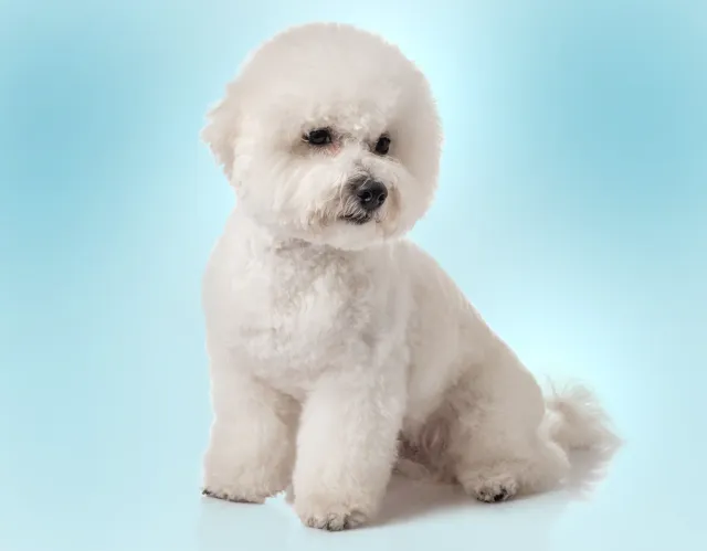 Dog grooming in Los Angeles