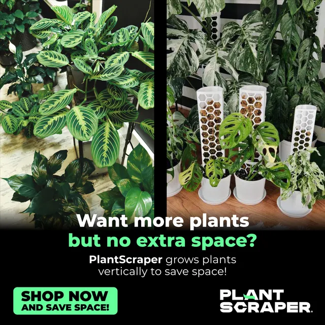Creatività Plant Scraper - Moss Poles Innovativi