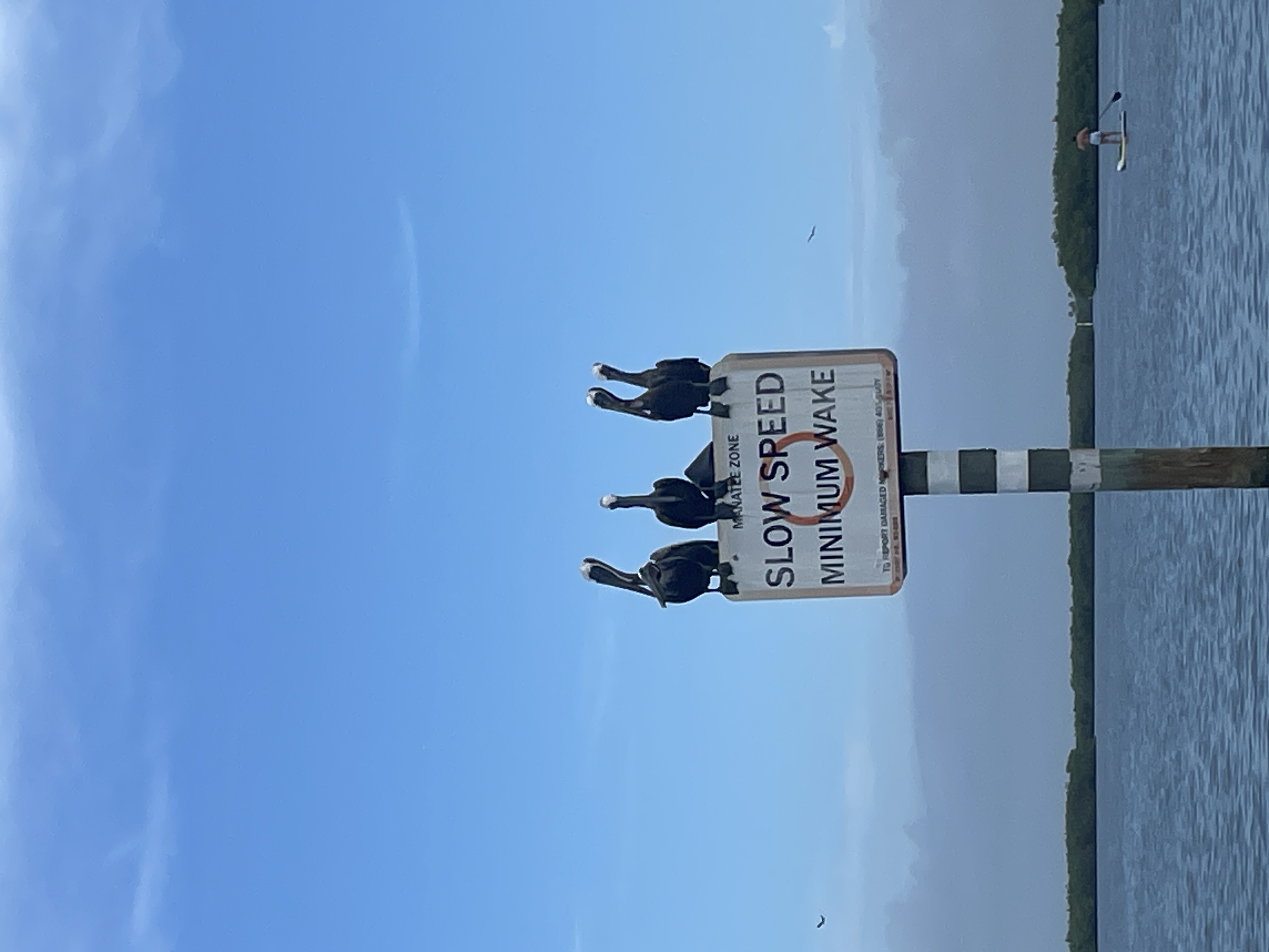 Pelicans on a paddle day in New Smyrna Beach