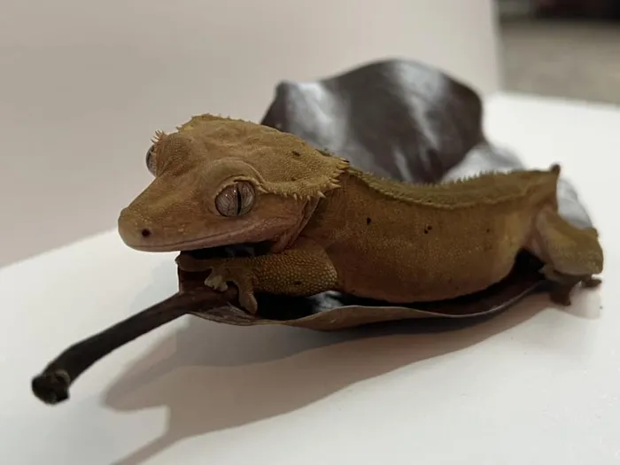 Sam's crested gecko at home