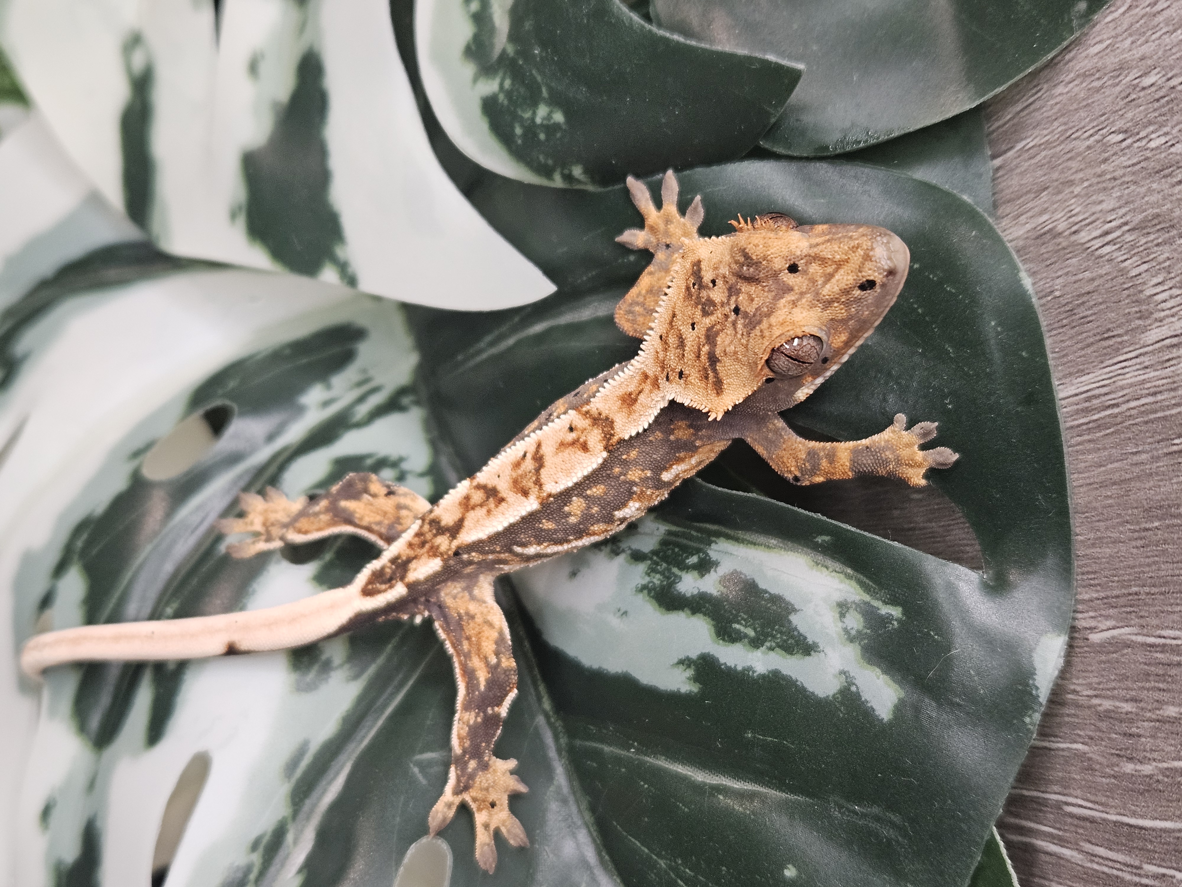 A past First Gecko Bundle gecko