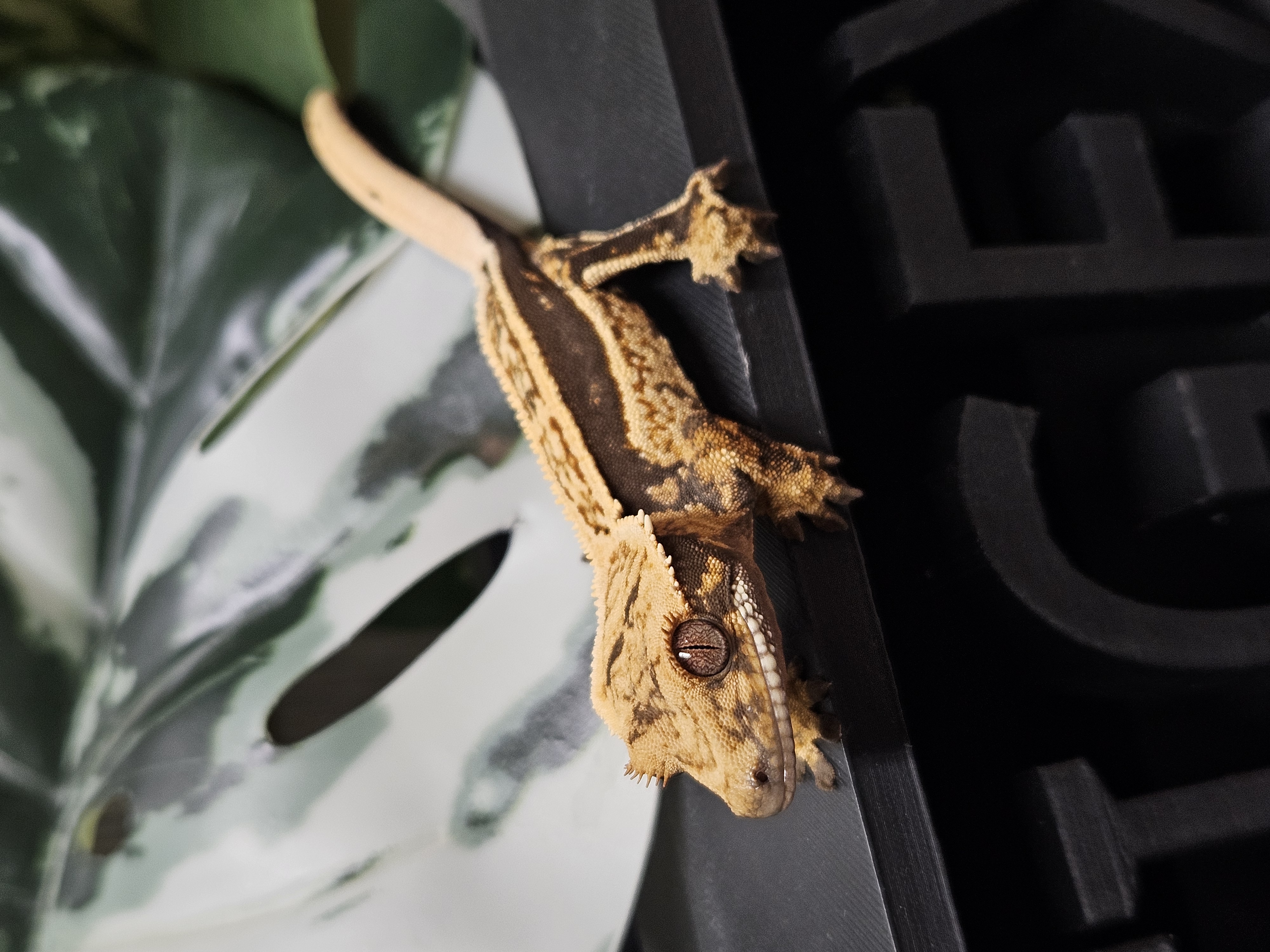A past First Gecko Bundle gecko