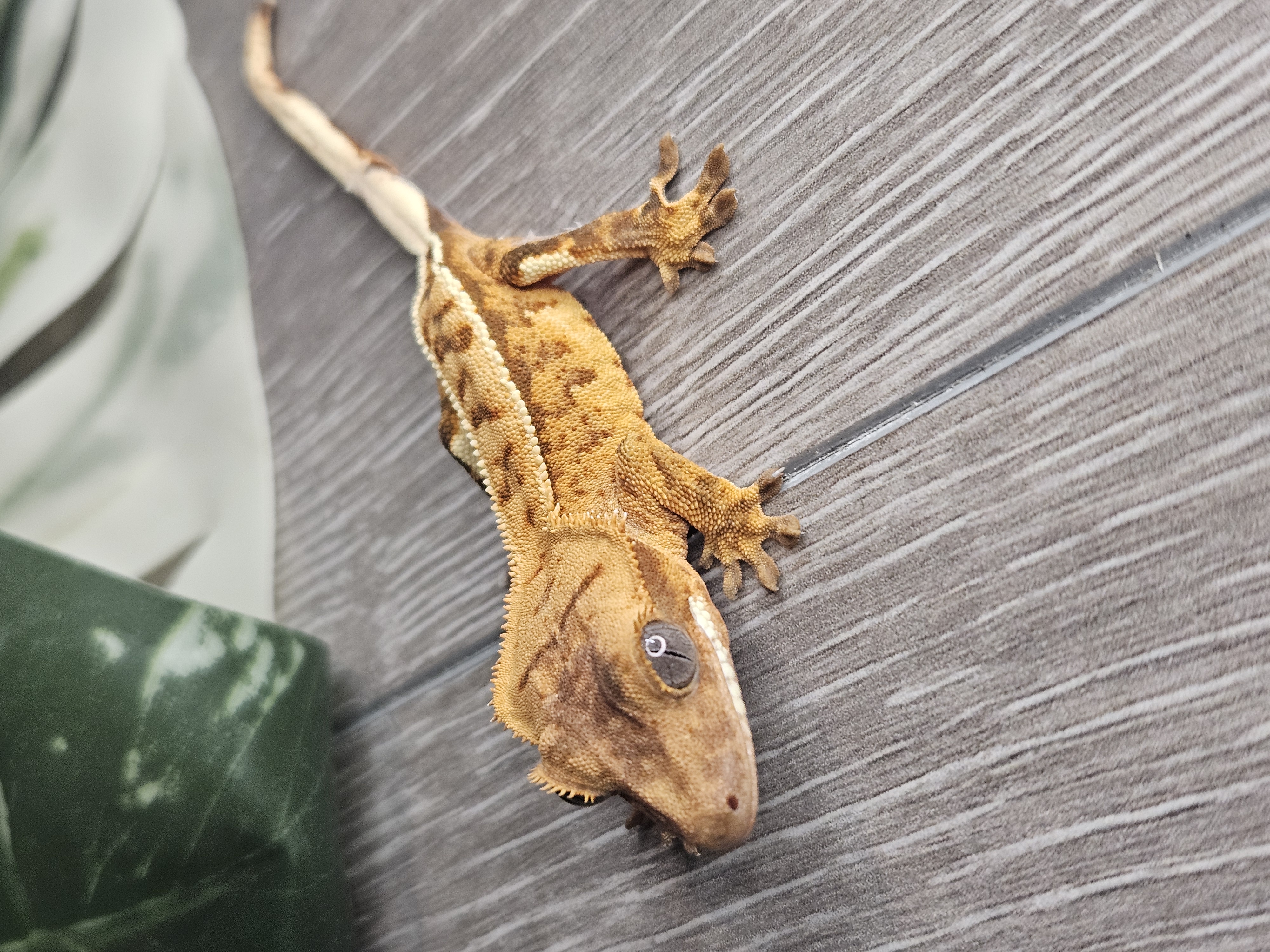 A past First Gecko Bundle gecko