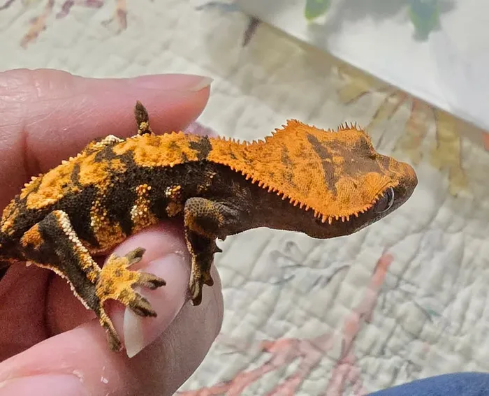 Kerrynn's crested gecko in its home