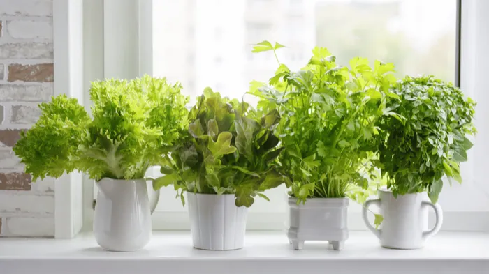 Potted lettuce and herbs on a sunny windowsill