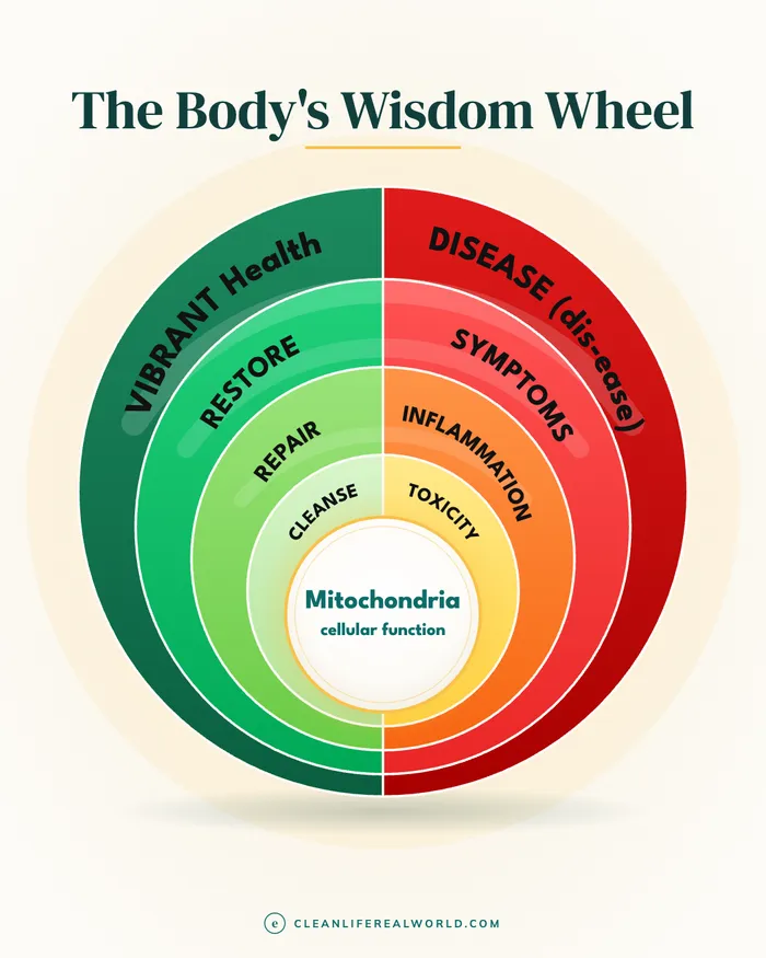 The Body's Wisdom Wheel