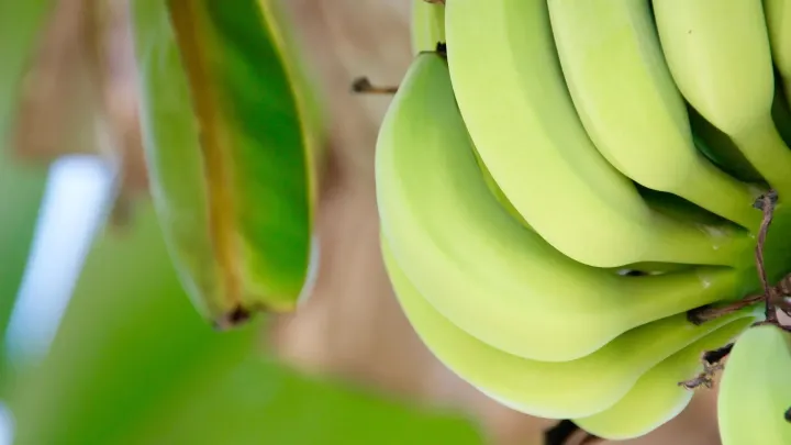 Green bananas ripening on a Ugandan farm, Mashamba's month-by-month availability calendar for Ugandan fresh produce
