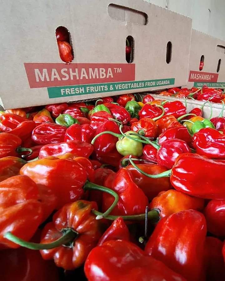 Red scotch bonnet peppers packed beneath Mashamba-branded export cartons, Mashamba's origin comparison guide for buyers weighing Uganda against Kenya