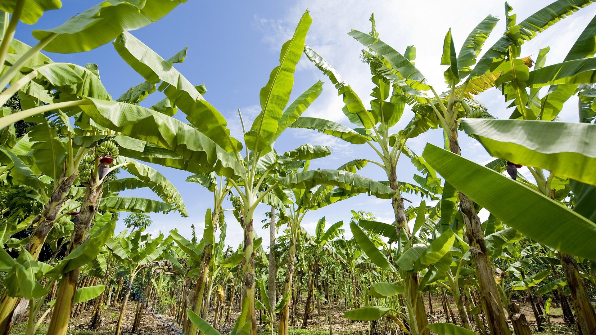 Rows of banana plants under an open Ugandan sky — the origin pillar behind Mashamba's guide to why buyers source fresh produce from Uganda