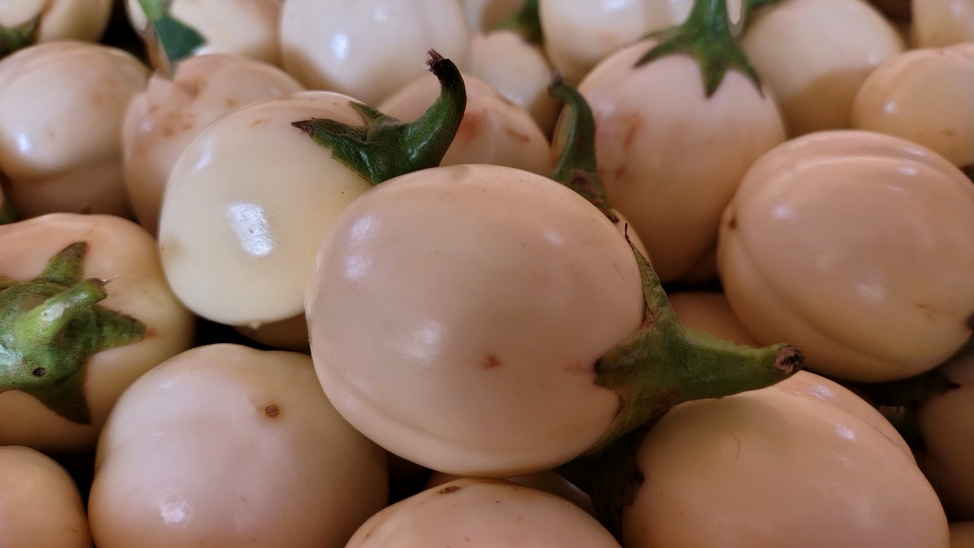 Fresh white African eggplant, a specialty Ugandan crop airfreighted to United Kingdom buyers, on Mashamba's UK market guide card