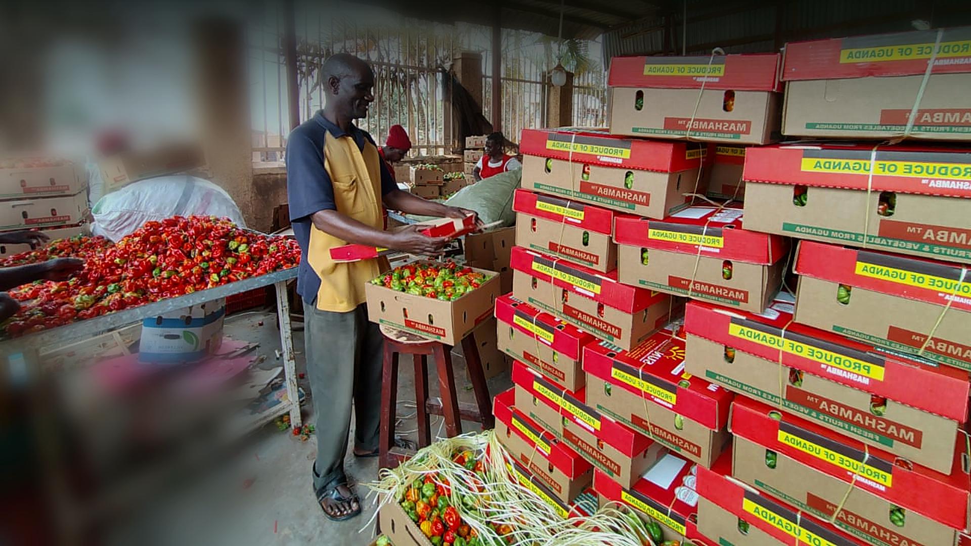 A Mashamba packhouse worker folding an export-carton lid beside branded cartons of fresh hot peppers, airfreighted to German buyers, on Mashamba's Germany market guide card