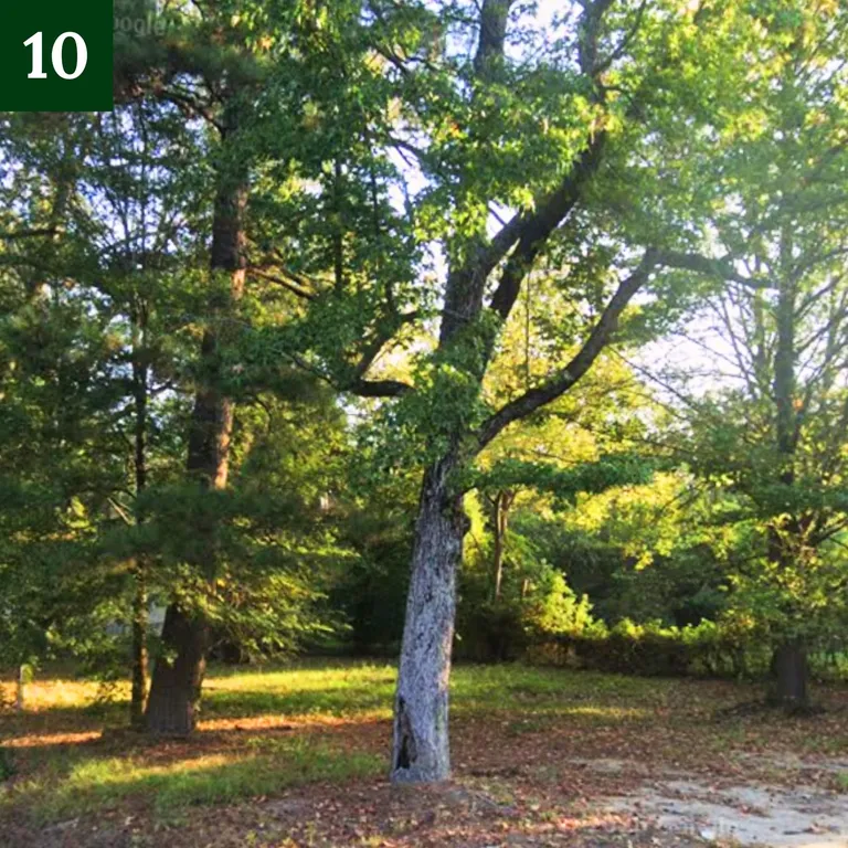Corner Lot, Established Trees lot in Pine Bluff