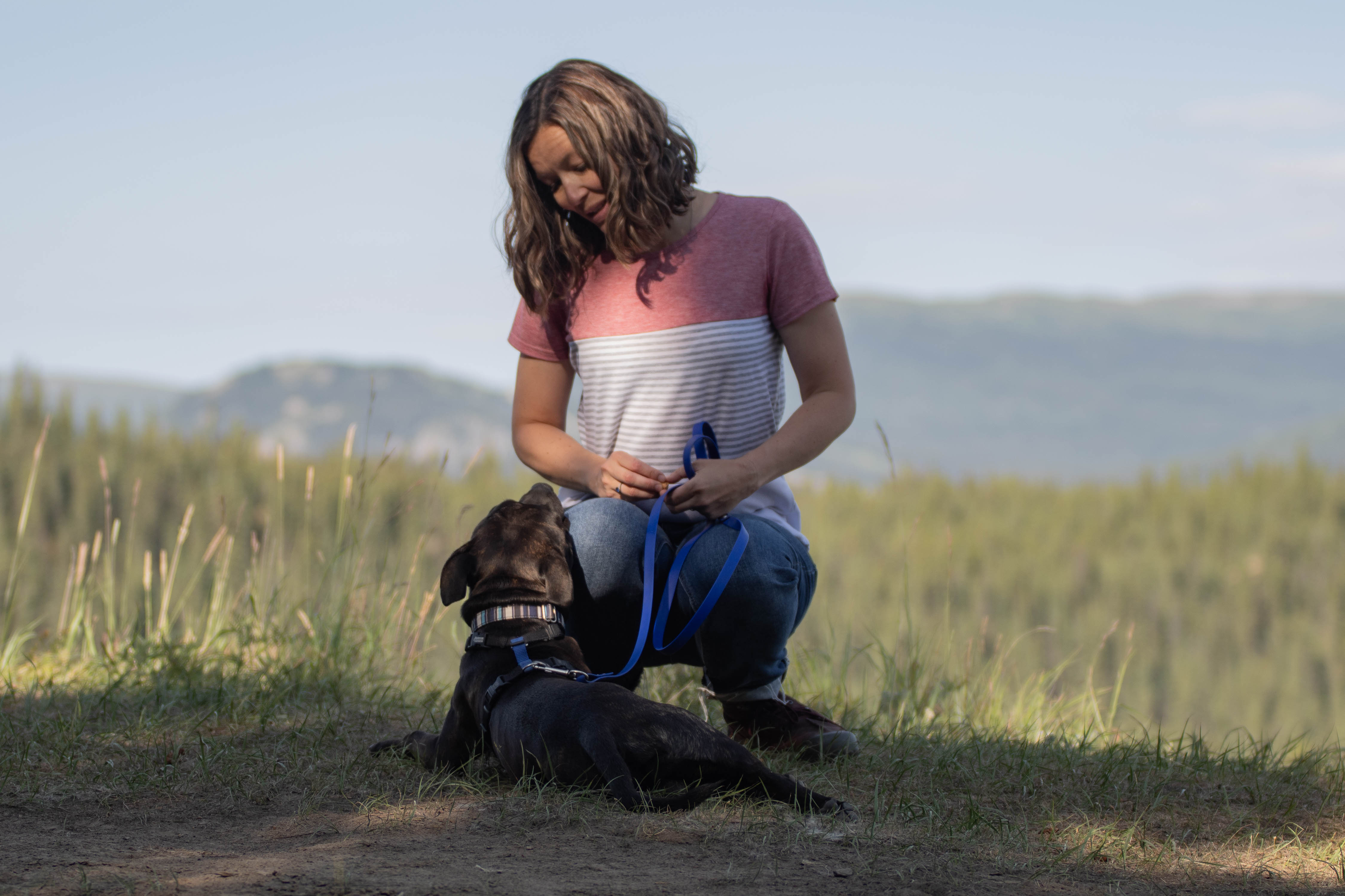 Wise Canine Training & Behavior dog grooming listing photo
