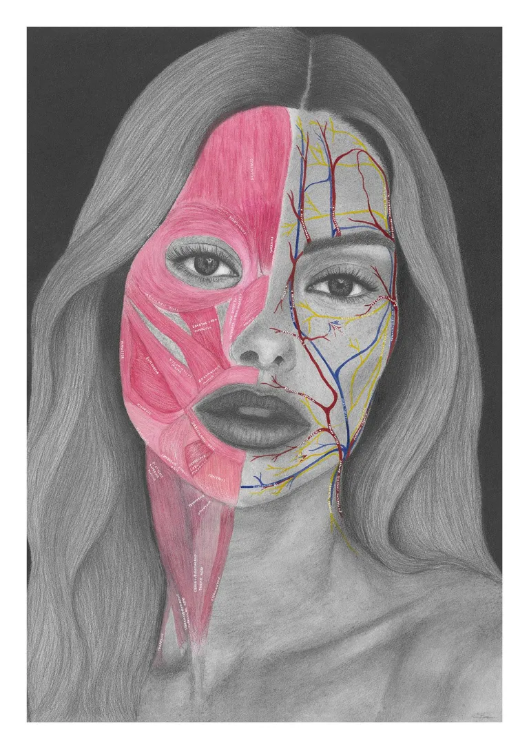 Kirra's graphite and watercolour facial anatomy artwork, mapping the muscles, arteries, veins and nerves of the face