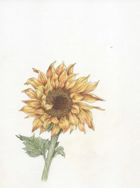 Tournesol