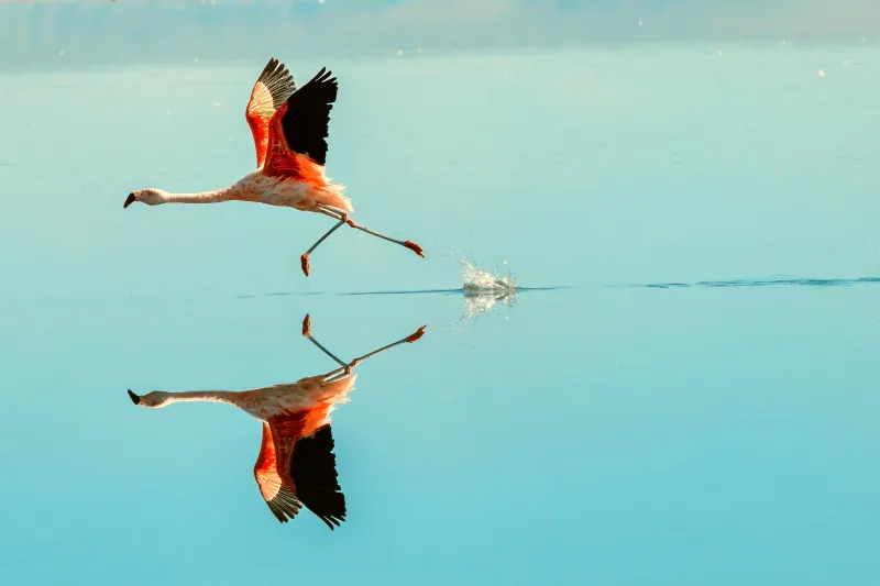 Chile Atacama Desert Flamingo