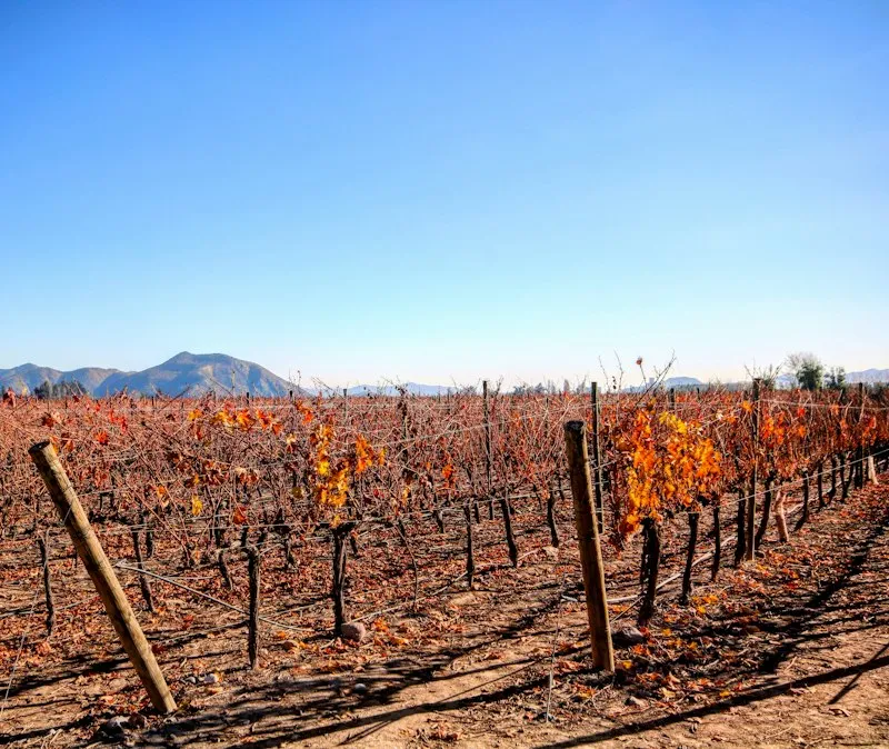 Vinícola Concha y Toro | VoáChile — Santiago
